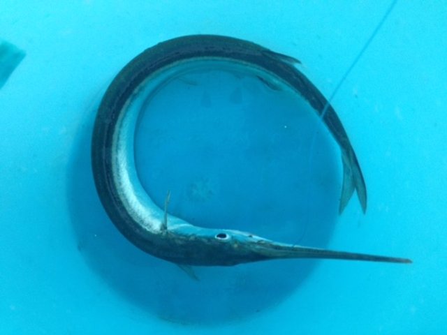 m_Needlefish Catch of The Day