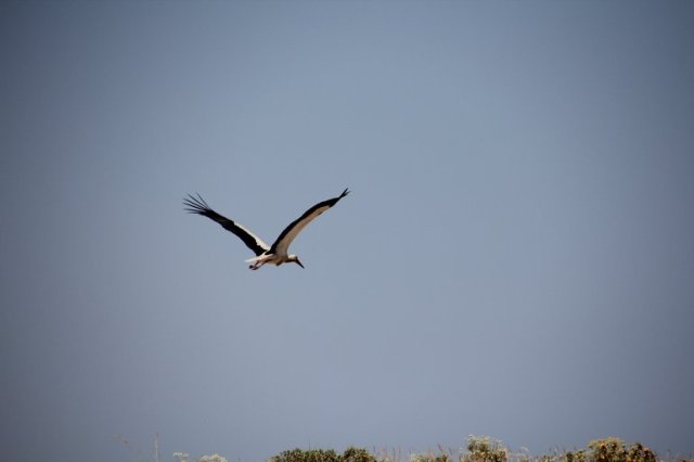 m_Stork in flight