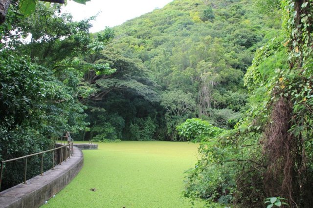 m_Damn in rainforest