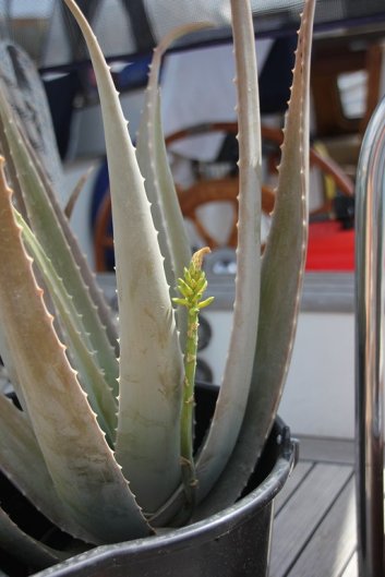 m_Aloe Vera flowering