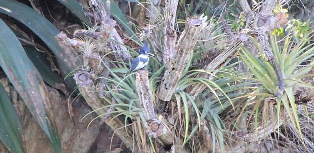 m_Belted Kingfisher4