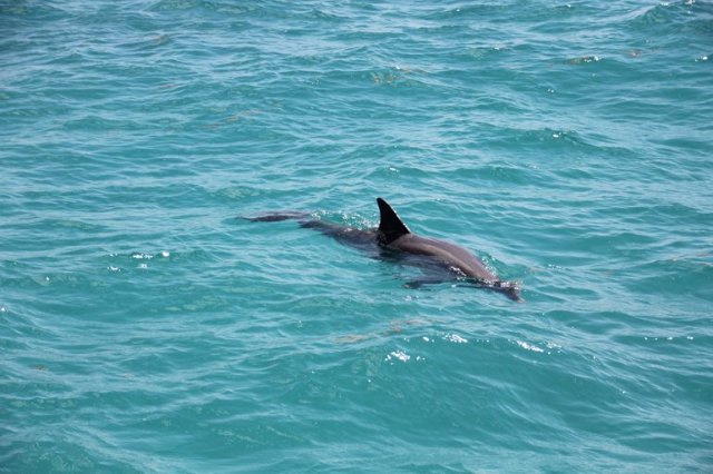 m_dolphin by boat