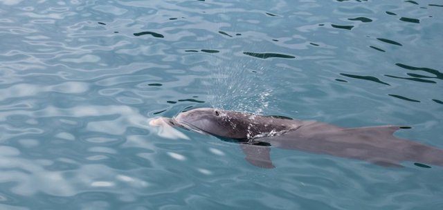 m_Dolphin coming up for air