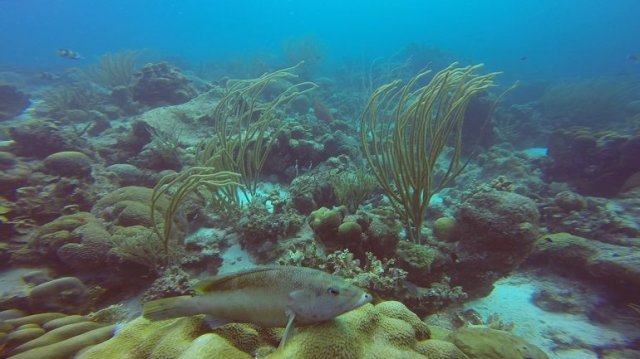 m_Fish resting on coral.jpg