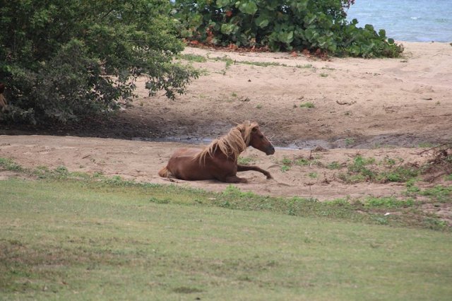 m_Horse rolling on beach