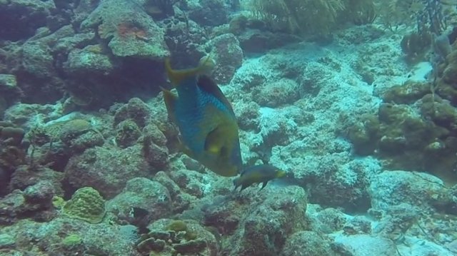 m_Large Parrot Fish