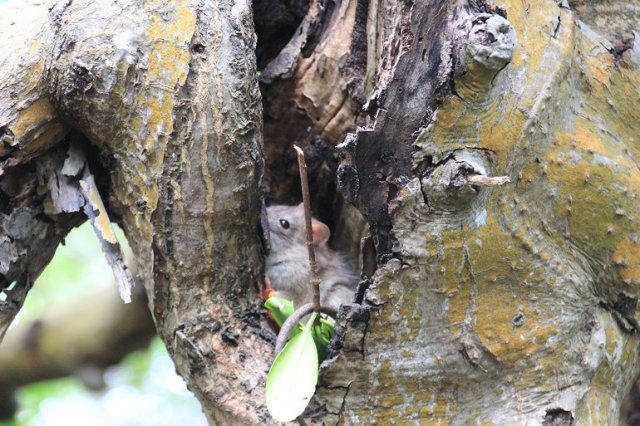 m_Mouse in Tree Hollow