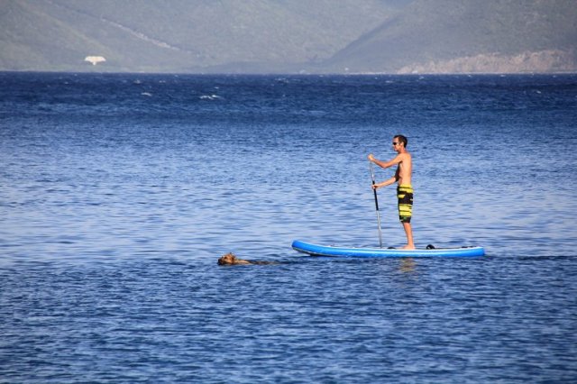 m_One Man and his Dog