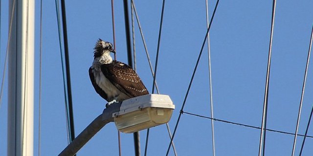 m_Oprey 2 on light closeup