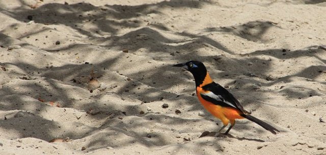 m_Orange Magpie
