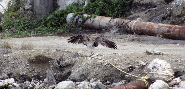 m_Osprey caught fish