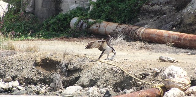 m_Osprey eating fish