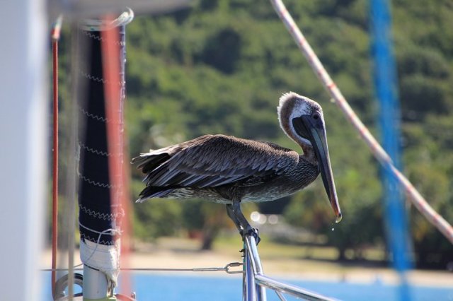 m_Pelican on the bow