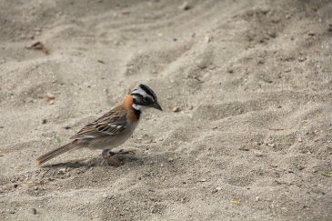 m_Pretty Crested Sparrow on beach