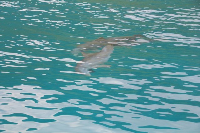 m_Two dolphins by boat