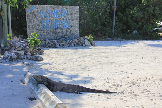 m_Hungry Iguana