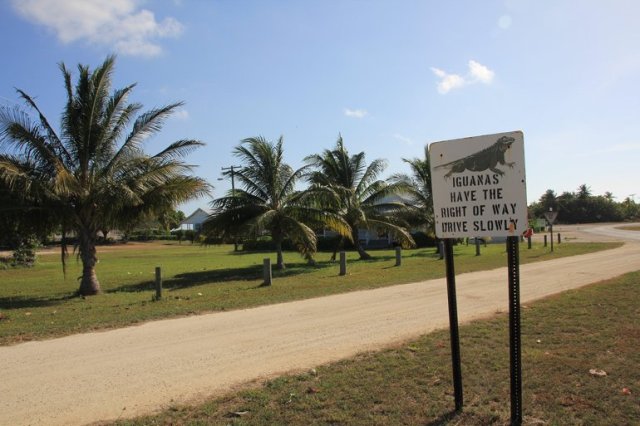 m_Iguana Crossing Sign