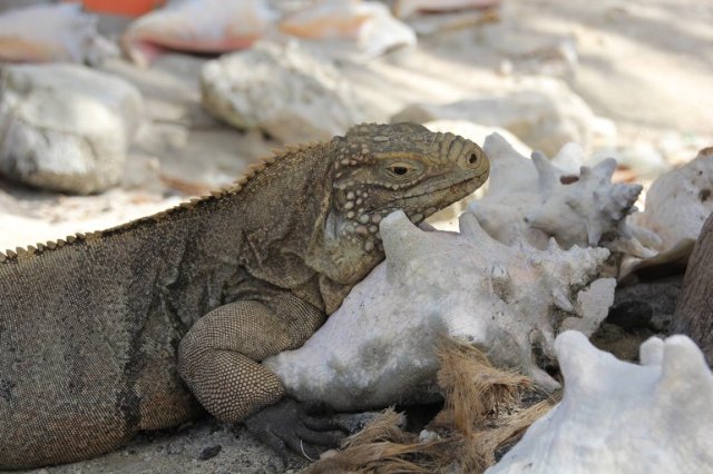 m_Iguana resting on shell