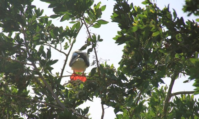 m_Red-footed booby chick