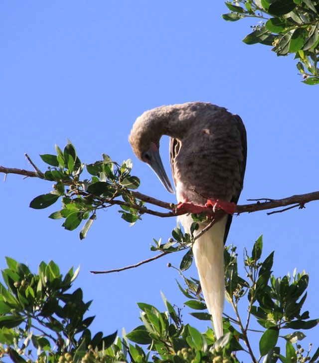 m_Red footed booby1