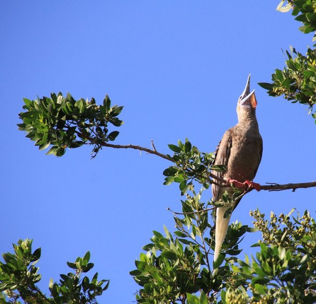 m_Red footed booby3