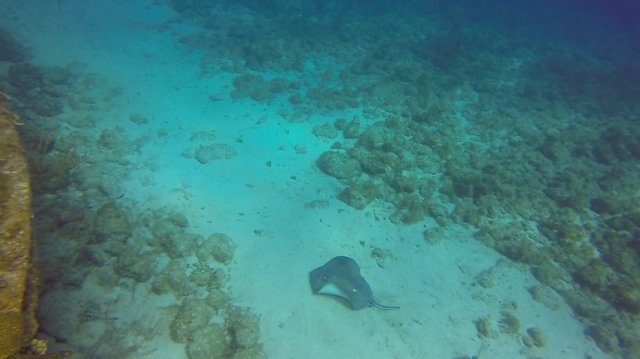 m_Southern sting ray