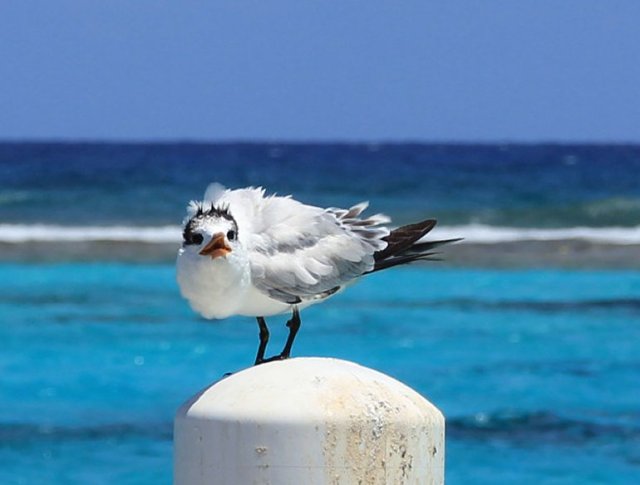 m_Tern on pier2