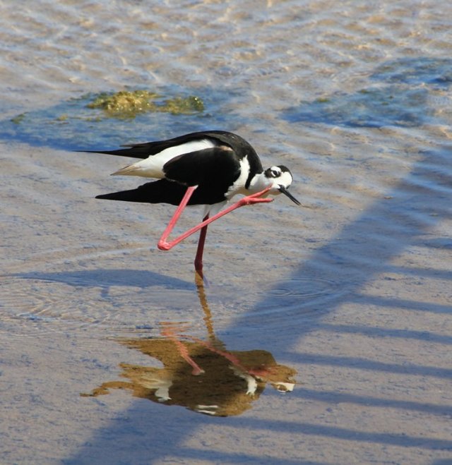 m_Wader having scratch