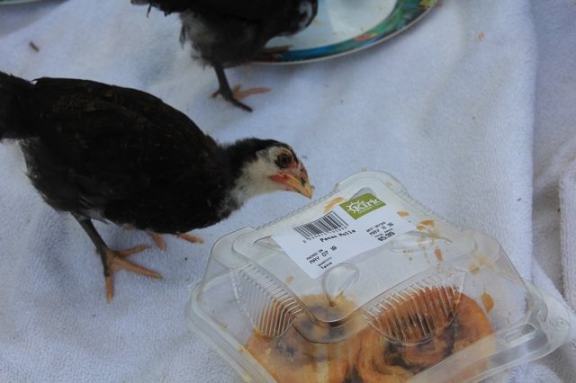 m_Chick pecking at picnic