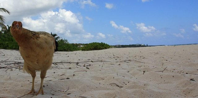 m_Chicken on beach