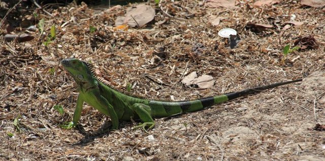 m_Green Iguana