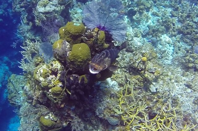 m_Grouper being cleaned