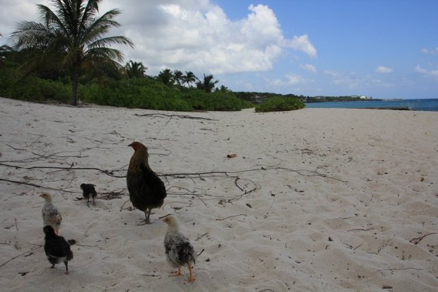 m_Hen and chicks on beach