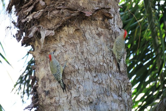 m_Pair woodpeckers