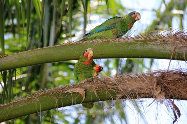 m_Parrots2