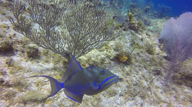 m_Queen Trigger Fish