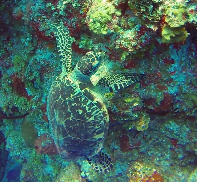 m_Turtle eating coral2