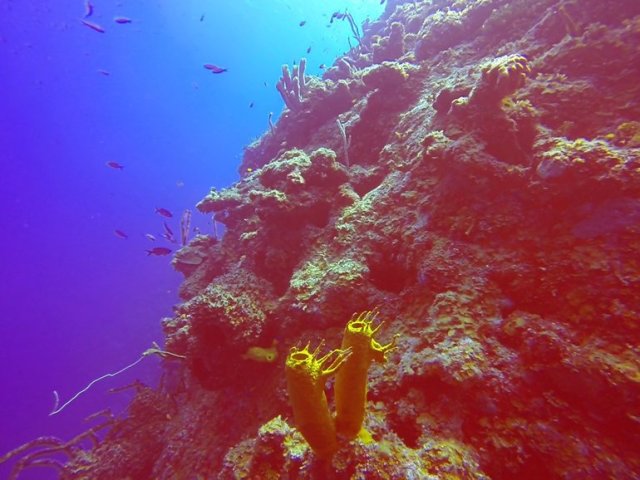 m_Yellow coral