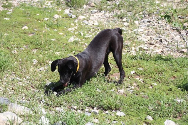 m_Doggie chasing lizards
