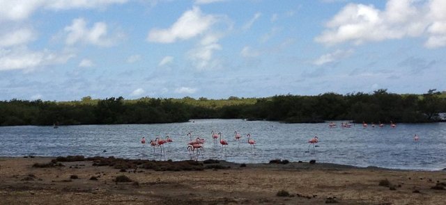 m_Flamingoes copy.jpg