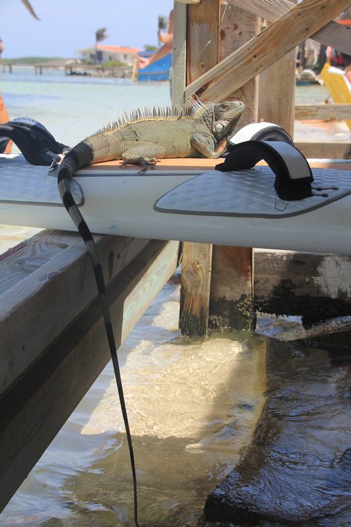 m_Iguana on surf board