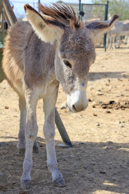 m_Luck baby donkey2