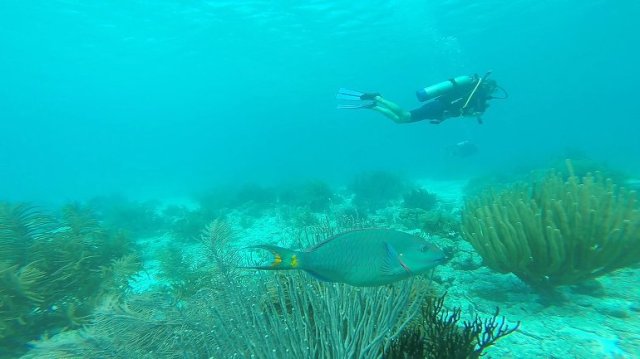 m_parrot fish and jez