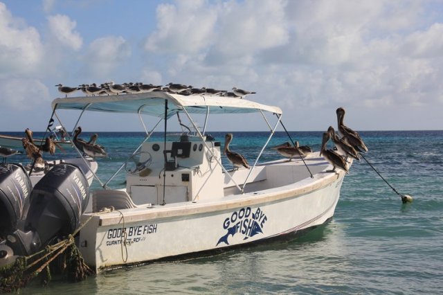 m_Pelicans on fishing boat