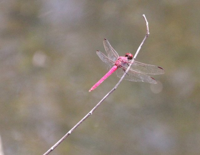 m_Red Dragonfly