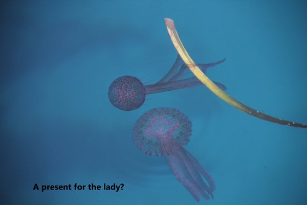 m_Mr &amp; Mrs Jelly Fish copy