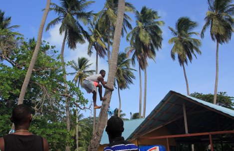 m_Tree climbing competition