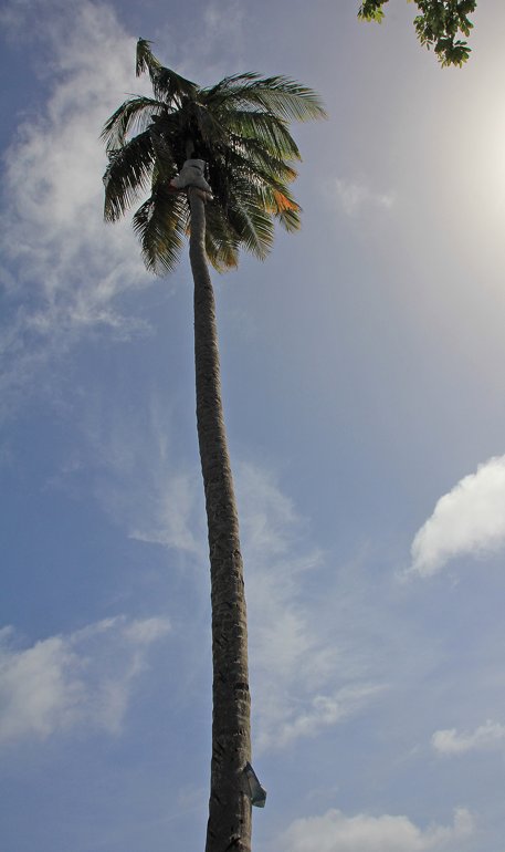 m_Tree climbing winner