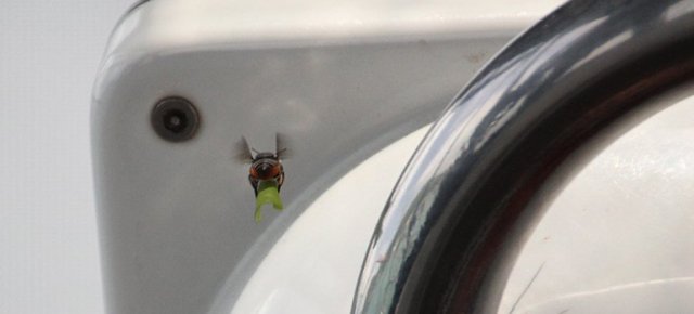 m_Bee making a nest2