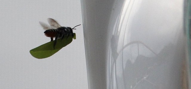 m_Bee making a nest3